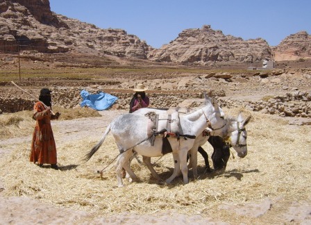 Dorsen van koren met ezels op de weg van Sana'a naar Mawhit